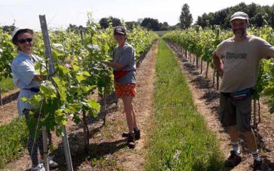 Jean Philippe Hanouille : exploitation viticole près de Saintes & Royan | Charente-Maritime (17)