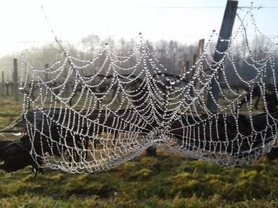 Nos Vignes en Hiver