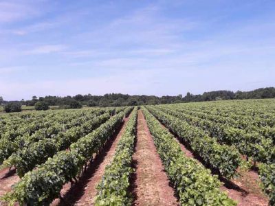 Notre vignoble en été